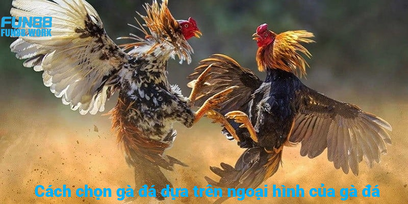 Tiết Lộ Cách Chọn Gà Đá Hay Bất Bại Trên Mọi Đấu Trường 6 Cách chọn gà đá chuẩn xác dựa trên những đặc điểm ngoại hình