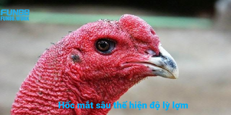 Tiết Lộ Cách Chọn Gà Đá Hay Bất Bại Trên Mọi Đấu Trường 7 Hốc mắt sâu cho thấy sự lì lợm và dũng mãnh trong chiến đấu