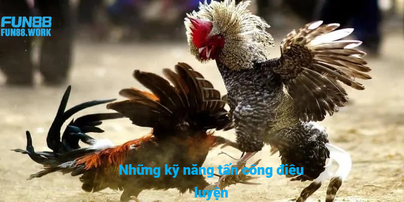 Tiết Lộ Cách Chọn Gà Đá Hay Bất Bại Trên Mọi Đấu Trường 9 Những kỹ năng tấn công điêu luyện hạ gục đối thủ nhanh chóng