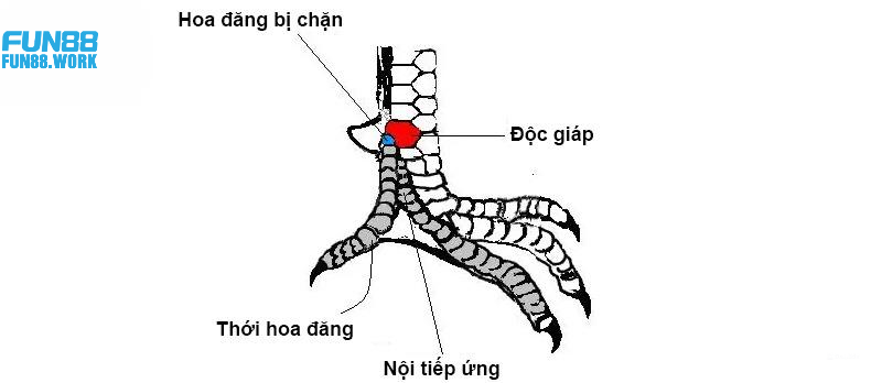Tiết Lộ Cách Chọn Gà Đá Hay Bất Bại Trên Mọi Đấu Trường 8 Quan sát các loại vảy quý để nhận định đẳng cấp của chiến kê