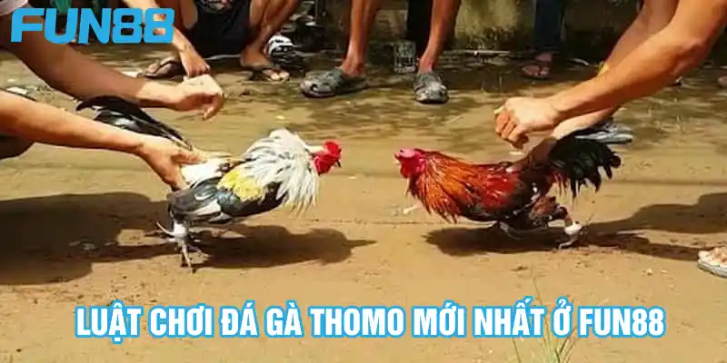 Đá Gà Thomo FUN88 - Sàn Đấu Hấp Dẫn Không Nên Bỏ Qua 2025 7 Luật chơi đá gà Thomo mới nhất ở Fun88