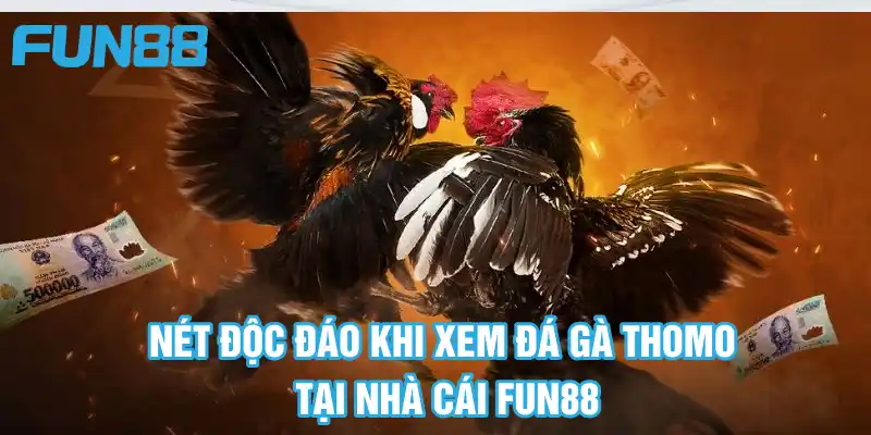 Đá Gà Thomo FUN88 - Sàn Đấu Hấp Dẫn Không Nên Bỏ Qua 2025 6 Nét độc đáo khi xem đá gà Thomo tại website nhà cái Fun88